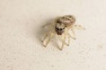 /album/salticidae/a1801-m-jpg/